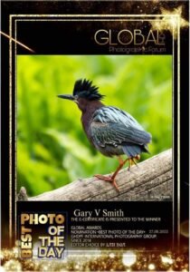 Little Green Heron