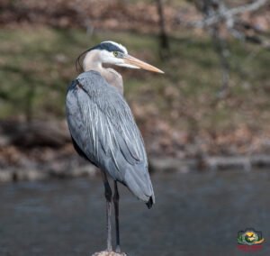 Blue Heron