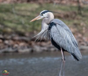 Blue Heron