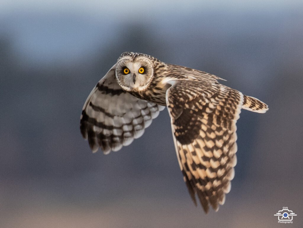 Short-eared owl