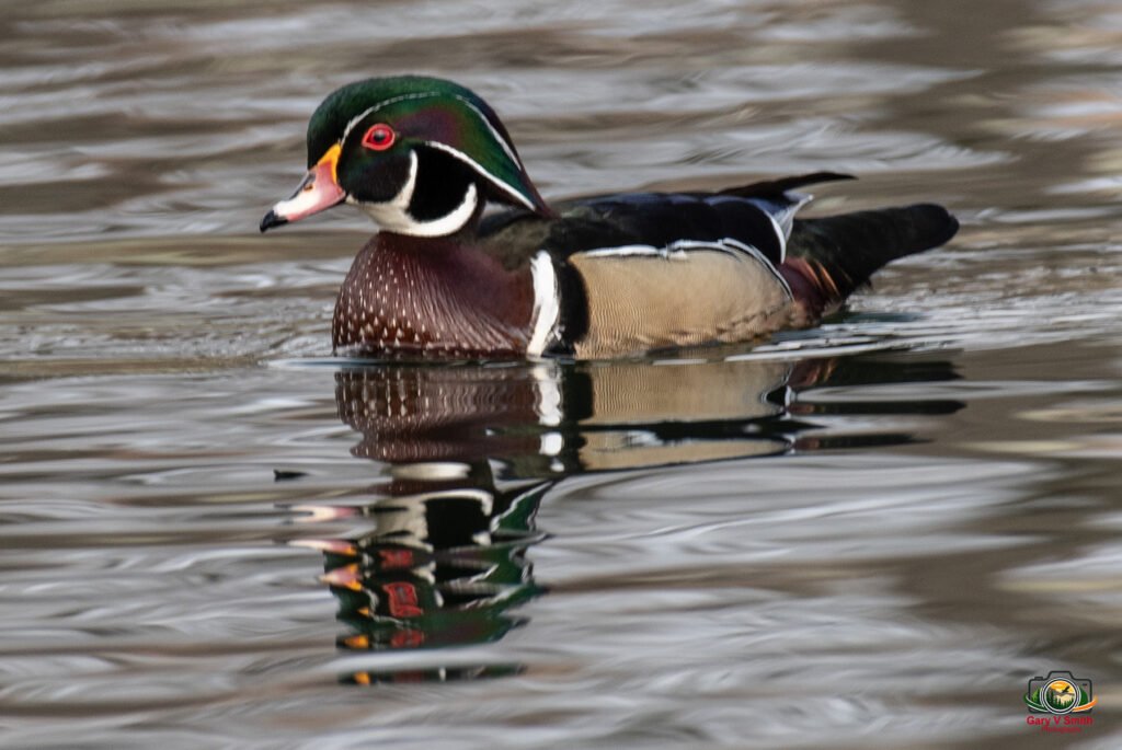 Wood Duck