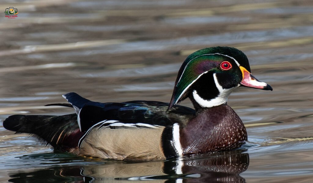 Wood Duck