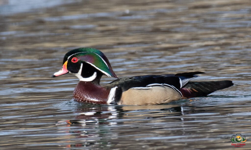 Wood Duck