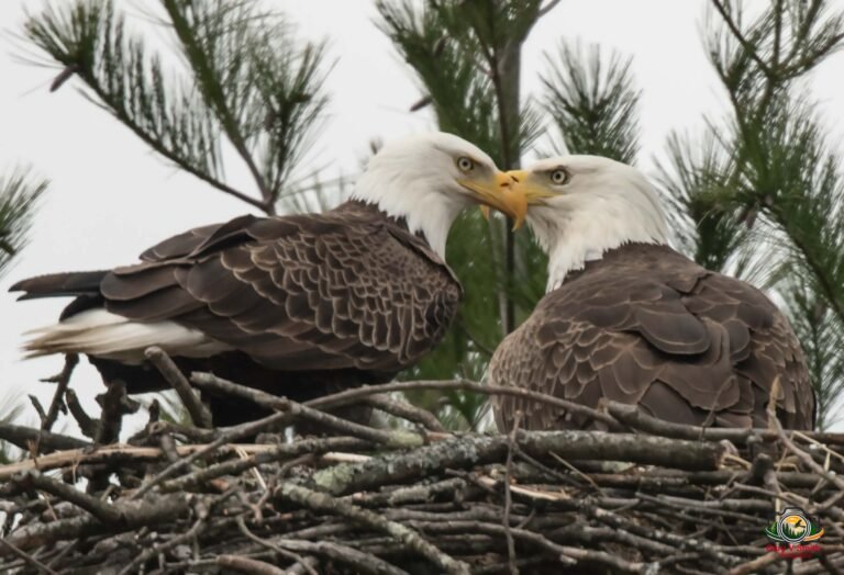 Bald Eagle pair