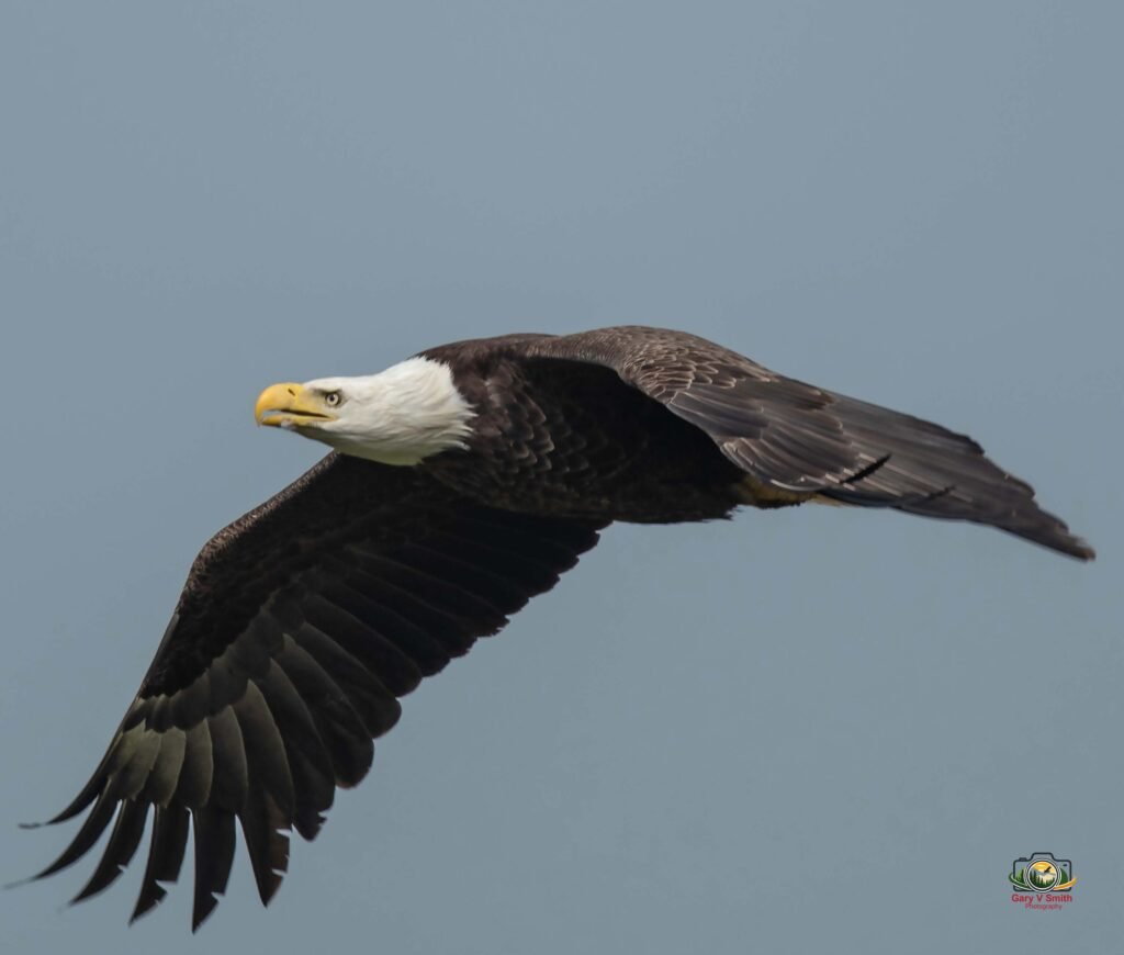 Bald Eagle inflight