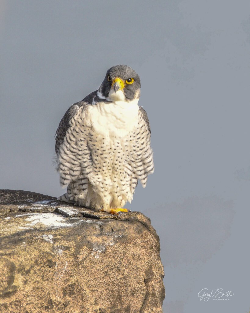 Perigean Falcon