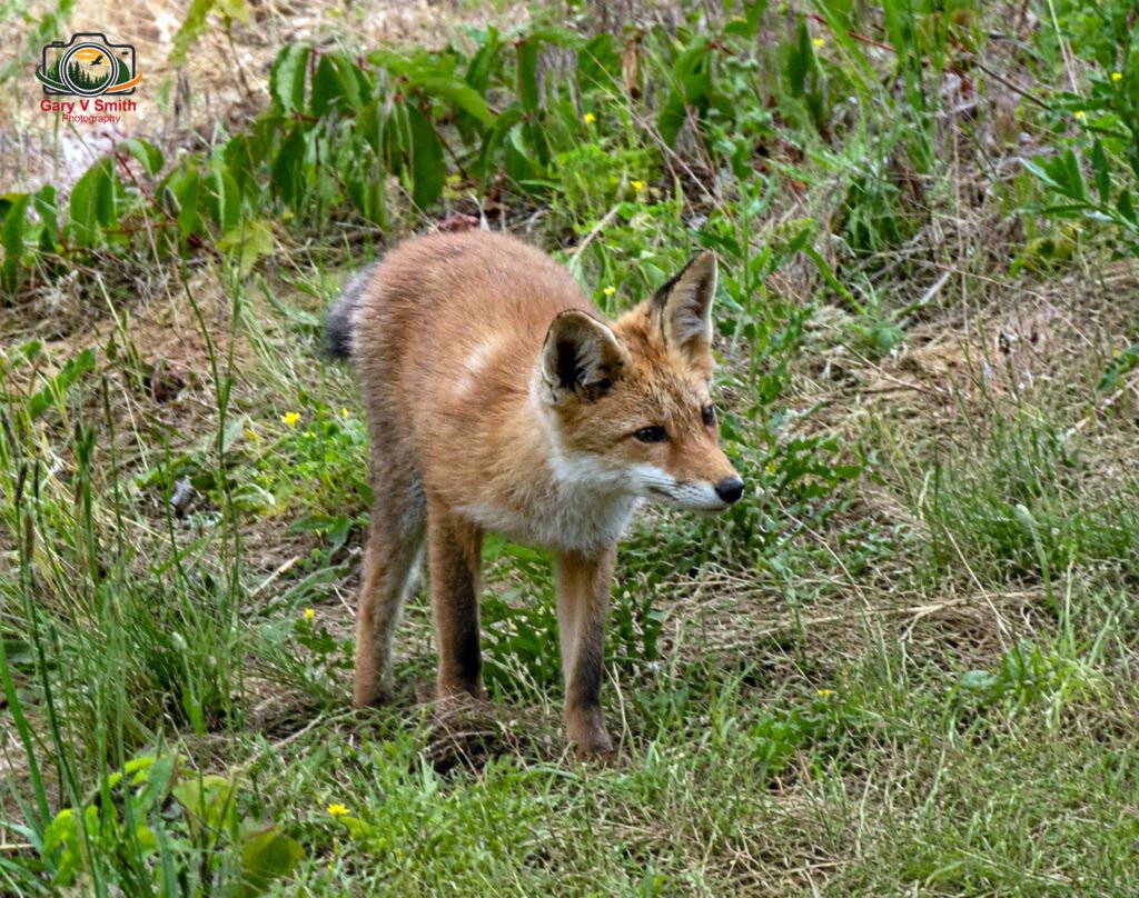 Red Fox