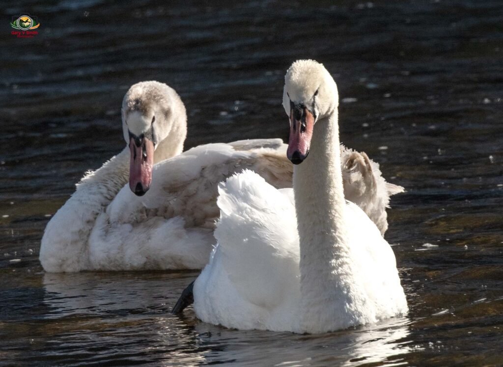 Mute Swans