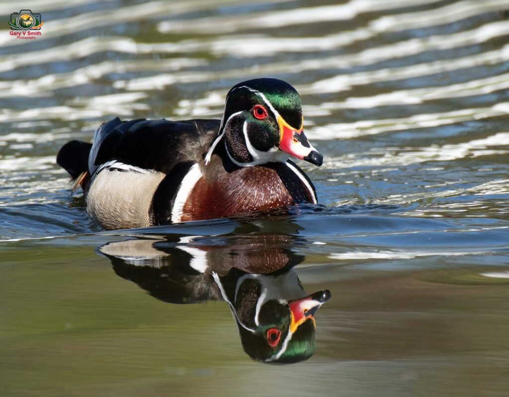 Woodduck